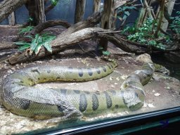 Tiergarten Schönbrunn am 05.03.2026